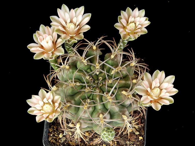 Gymnocalycium schickendantzii v. delaetii